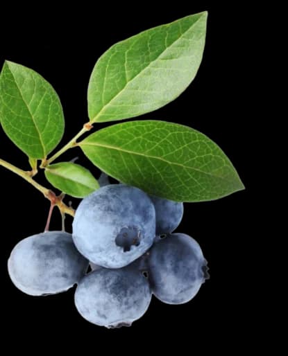 Buy Golisoda USA - Premium Indian Marble Soda Natural Berries