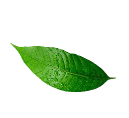 Golisoda USA kacha - Premium Indian Marble Soda Ingredient