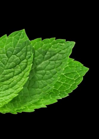 Golisoda USA - Authentic Indian Marble Soda Mint Leaf