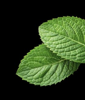 Golisoda USA Fresh Mint Leaves - Natural Indian Marble Soda Ingredient